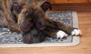 Симптомы аллергии у собак с фото проявлений, лечение антигистаминными препаратами в домашних условиях