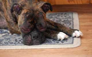 Симптомы аллергии у собак с фото проявлений, лечение антигистаминными препаратами в домашних условиях