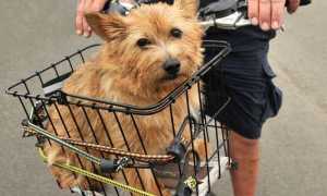 Фото норвич-терьера: описание породы и характер собаки, особенности ухода и дрессировки