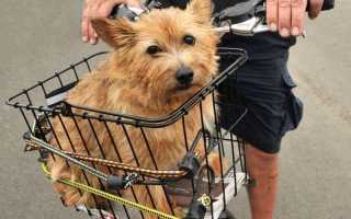 Фото норвич-терьера: описание породы и характер собаки, особенности ухода и дрессировки