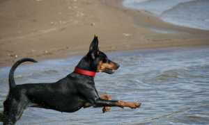 Фото немецкого пинчера, происхождение, предназначение и описание породы собак