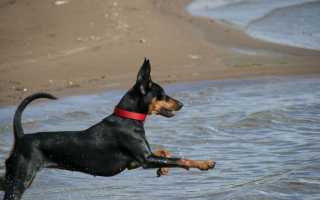 Фото немецкого пинчера, происхождение, предназначение и описание породы собак