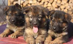 Содержание немецкой овчарки, уход за щенком в возрасте 1 – 2 месяцев и старше и взрослой собакой, правила кормления