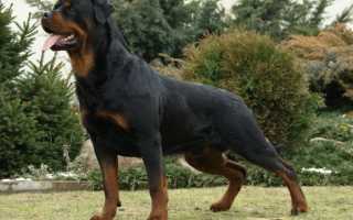 Дисплазия тазобедренных суставов у собак: сопутствующие симптомы, методы диагностики и лечения, последствия