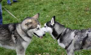 Хаски и маламут: отличия, характеристики пород с фото собак, плюсы и минусы