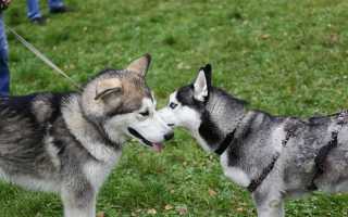 Хаски и маламут: отличия, характеристики пород с фото собак, плюсы и минусы