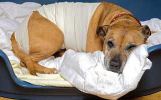 Срок восстановления собаки после кастрации, стерилизации и других операций, уход в послеоперационный период