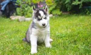 Как содержать хаски в условиях квартиры или частного дома, можно ли держать пса на цепи: особенности ухода и содержания