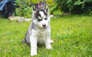 Как содержать хаски в условиях квартиры или частного дома, можно ли держать пса на цепи: особенности ухода и содержания