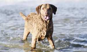 Описание чесапик-бей-ретривера: фото и стандарт породы, характер и воспитание, особенности содержания и ухода