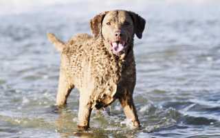 Описание чесапик-бей-ретривера: фото и стандарт породы, характер и воспитание, особенности содержания и ухода