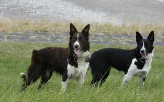 Описание породы бордер-колли с фото: внешний вид, характер, рекомендации по уходу за собакой и стоимость щенка