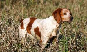 Описание бретонского эпаньоля с фото: внешний вид и характер собаки, рекомендации по уходу