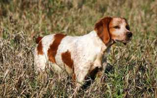 Описание бретонского эпаньоля с фото: внешний вид и характер собаки, рекомендации по уходу