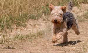 Все о лейкленд-терьере: описание собаки с фото, особенности ухода и разведения, отличия от вельштерьера и других пород