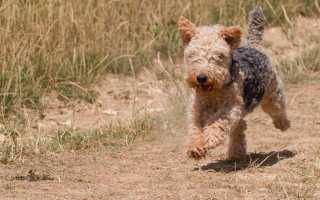 Все о лейкленд-терьере: описание собаки с фото, особенности ухода и разведения, отличия от вельштерьера и других пород