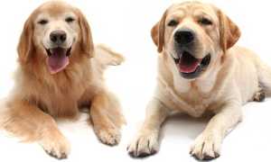 Ретривер золотистый и лабрадор: в чем разница между породами, какую собаку лучше выбрать?