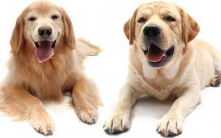 Ретривер золотистый и лабрадор: в чем разница между породами, какую собаку лучше выбрать?