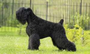 Описание русского черного терьера: особенности породы, рекомендации по уходу, продолжительность жизни