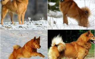 Финский шпиц: фото и описание породы
