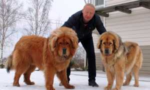 Фото тибетского дога или мастифа, происхождение и другие разновидности, характеристика породы собак