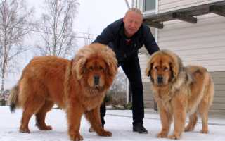 Фото тибетского дога или мастифа, происхождение и другие разновидности, характеристика породы собак