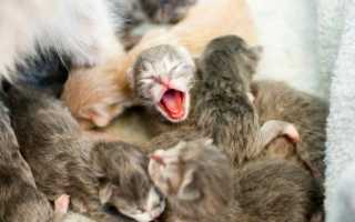 Бывают ли у котов соски?