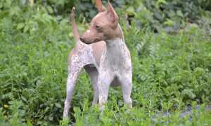 Описание самых редких в мире и необычных пород собак с названиями и фотографиями