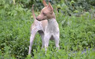 Описание самых редких в мире и необычных пород собак с названиями и фотографиями