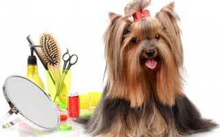 Как самостоятельно подстричь йорка, мальчика или девочку, в домашних условиях: фото разных стрижек йоркширского терьера