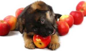 Чем и как кормить 1-месячного щенка, малыша в 2, 3 месяца и старше – сколько раз в день и каким кормом?