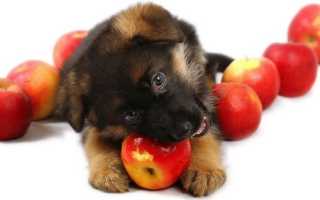 Чем и как кормить 1-месячного щенка, малыша в 2, 3 месяца и старше – сколько раз в день и каким кормом?