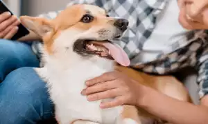 Что делать, если у собаки обнаружен запор: как помочь питомцу в домашних условиях?