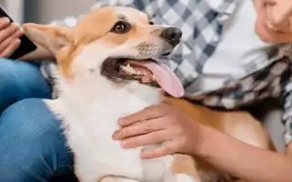 Что делать, если у собаки обнаружен запор: как помочь питомцу в домашних условиях?