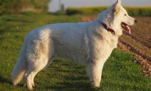 Описание белой швейцарской овчарки: характеристика породы, внешний вид собаки с фото, особенности ухода