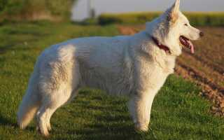 Описание белой швейцарской овчарки: характеристика породы, внешний вид собаки с фото, особенности ухода