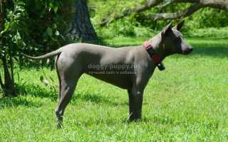 Тайский риджбек: особенности породы, фото и цена