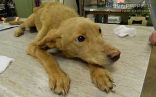 Энтерит у собак. Симптомы и лечение энтерита