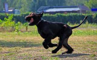 Описание породы ризеншнауцер с фото: внешний вид собаки, особенности характера, рекомендации по уходу и дрессировке