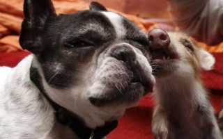 Как увеличить продолжительность жизни собаки породы французский бульдог?
