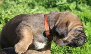 Фото филы бразилейро или бразильского мастифа, происхождение, предназначение и описание породы собак