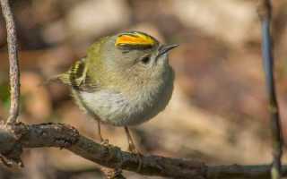 Желтоголовый королёк – Regulus regulus (Linnaeus, 1758)