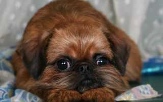 Брюссельский гриффон (бельгийский): стандарт породы, содержание и уход за собакой