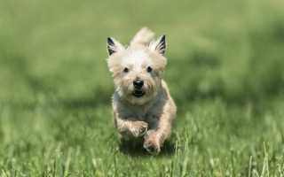 Описание и фото керн-терьера, стандарт породы и виды окраса, особенности содержания собаки