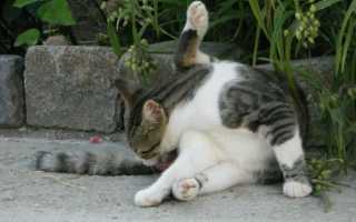 Выделения у стерилизованной кошки темные