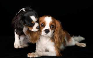 Фото кавалер-кинг-чарльз-спаниеля, происхождение, предназначение и описание породы собаки