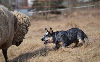 Породы пастушьих собак с фотографиями и названиями: шотландская, английская, французская и другие