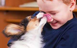 Почему собака часто лижет своего хозяина, облизывается и сглатывает слюну, как отучить пса лизаться?