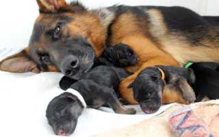 Как подобрать кличку немецкой овчарке – мальчику или девочке: популярные и редкие имена для крупной собаки