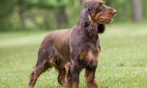 Внешний вид немецкого вахтельхунда и другие характеристики по стандарту породы, фото собаки, уход за спаниелем